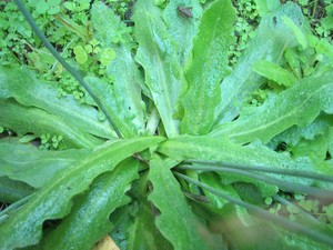 Carpentras___porcelle_enracin_e_026