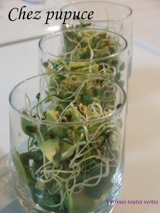 verrine_toute_verte