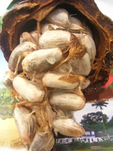 Salon_chocolat_Lyon_nov_2007_018