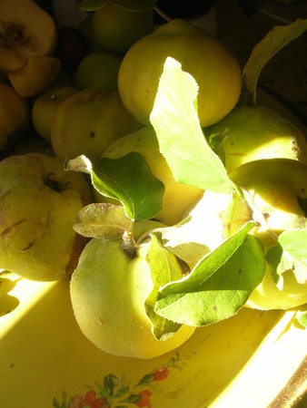 Carpentras__plantes_comest_Flassan_072