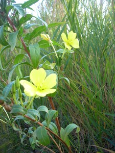 Carpentras__onagre_fleurs_018