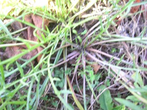 Carpentras__scorson_re_052