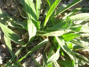 Carpentras__plantain_lanc_ol__015