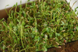 Aiguillettes_de_canard_aux_salades_sauvages_017