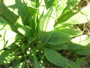 Carpentras_sil_ne_enfl___017