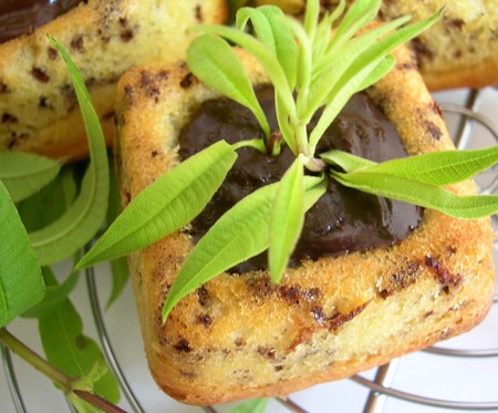 Tigr__ganache_verveine_003