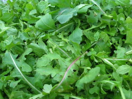 Rome_rughetta_roquette