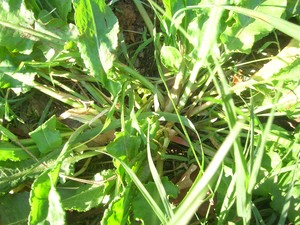 Carpentras__oseille_022