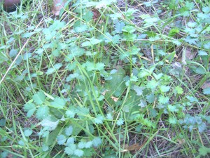 Carpentras__pimprenelle_039