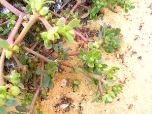 Carpentras__pourpier_047