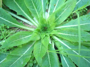 Carpentras__onagre_rosette_027