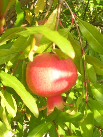 Carpentras__plantes_comest_Flassan_003