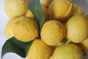 citrons___oranges_am_res_001