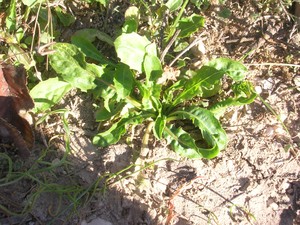 Carpentras__cr_pis_bursifolia_053