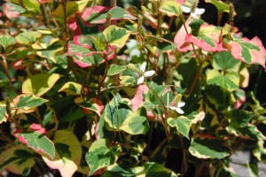 Food camp Grenoble 088