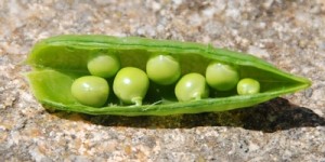Velouté pois menthe (3)