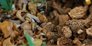 Fete champignons St Bonnet 8 nov 2014 (5)